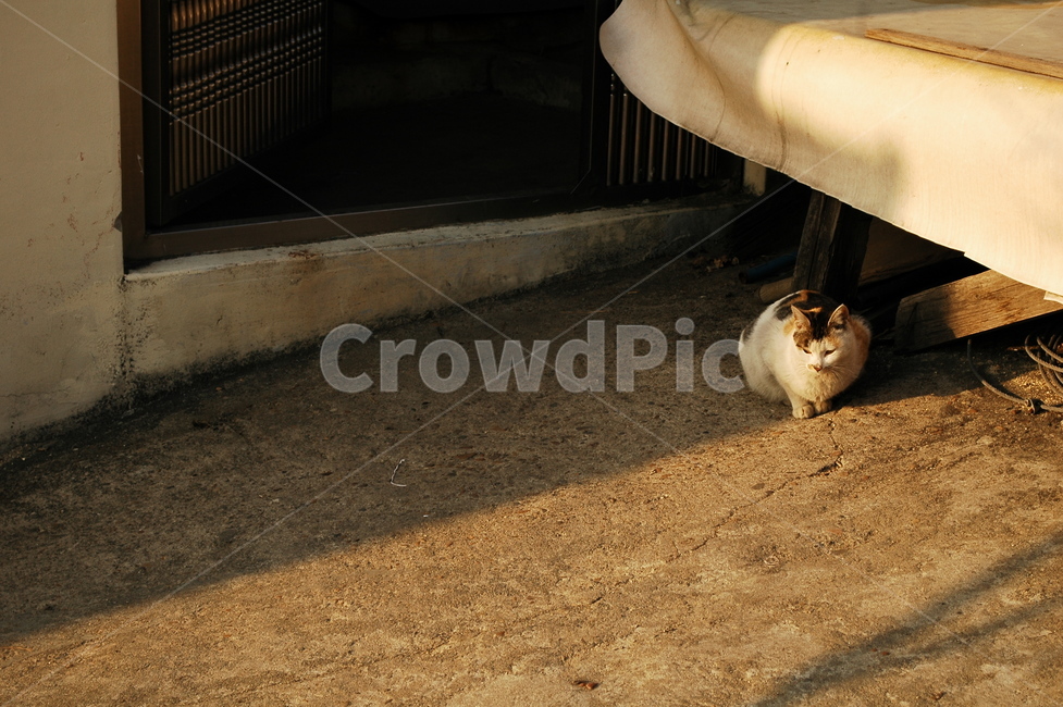 마루,고양이,대문,그림자,햇빛,동물,animal,포유류,mammal,고양이,cat,kitten,kitty