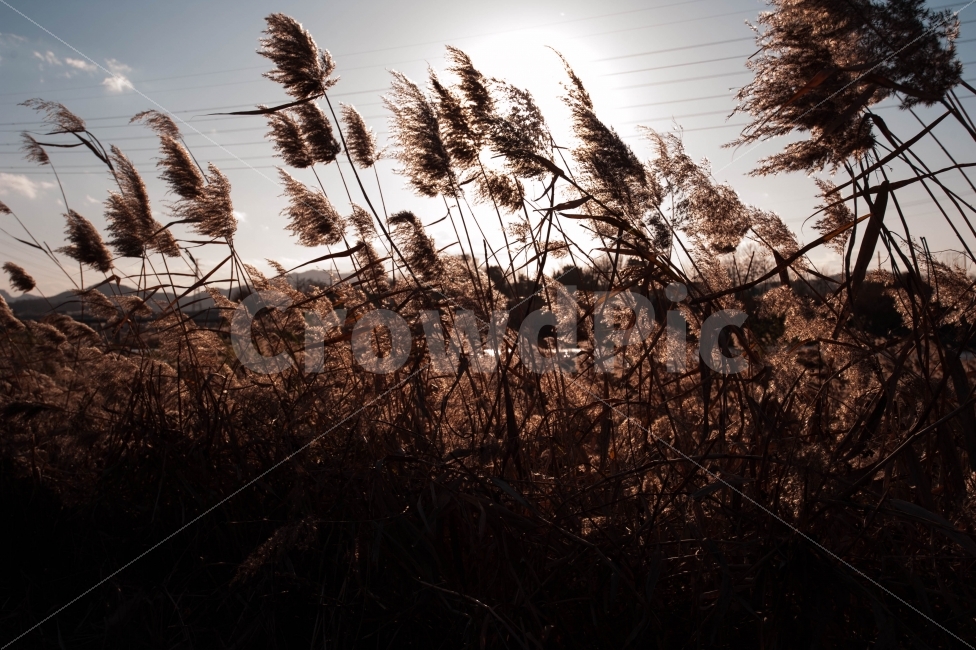 억새밭,갈대밭,억새,갈대,가을,겨울,쌀쌀함,쓸쓸함,해,태양,따스함,오후,신천,따스한분위기,바람,가을,계절,fall,autumn,season,식물,자연,plants,nature,감성,sensible,feeling,grass,잔디,plant,lawn,reed
