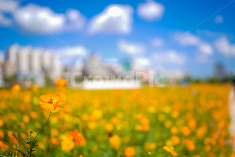 코스모스,꽃,가을,autumn,commoncosmos,コスモス,gardencosmos,flower,cloud,가을배경,가을이미지,꽃배경,식물,꽃밭,하늘,sky,가을하늘,노란색,가을,계절,fall,autumn,season,식물,자연,plants,nature,꽃,flower,감성,sensible,feeling