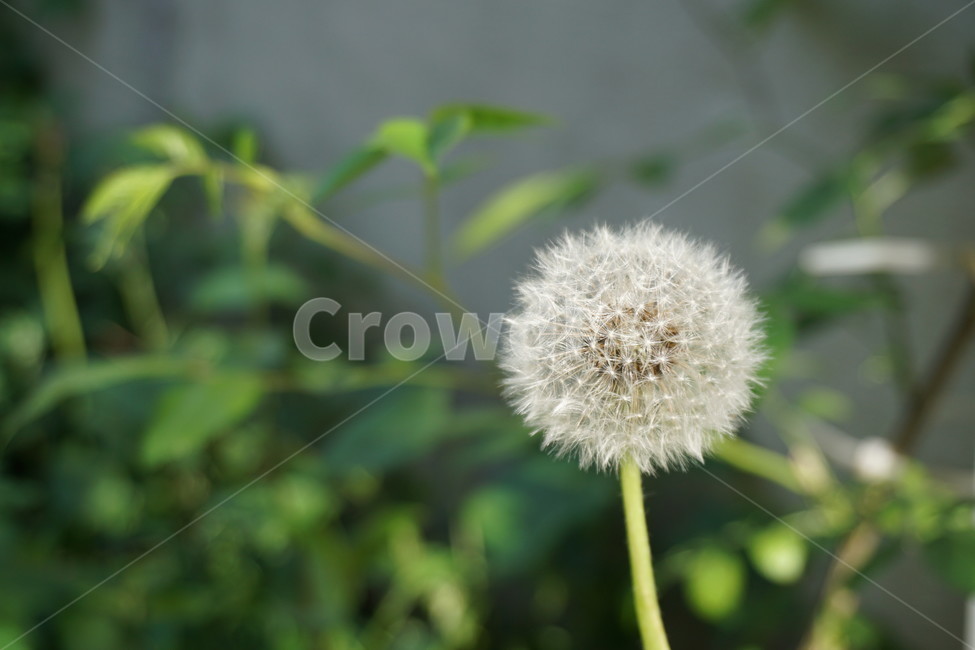 민들레,꽃,민들레꽃씨,식물,dandelion,꽃씨,봄,식물,자연,plants,nature,꽃,flower