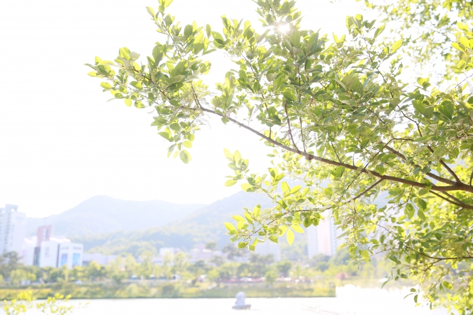 나무,녹색,풍경,평안,화창한,오막삼,취미,식물,자연,plants,nature,나무,trees,wood,휴식,힐링,rest,relaxation,healing
