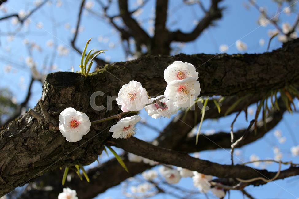 꽃,나무,봄,spring,flower,tree,whiteflower,봄,계절,spring,season,식물,자연,plants,nature,꽃,flower,plant,blossom