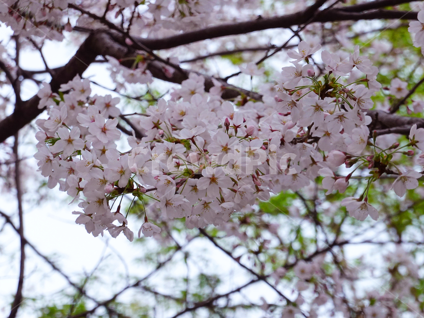봄,벚꽃,꿀벌,꽃,자연,계절,식물,cherryblossom,plant,blossom,flowers,풍경,봄꽃,벚꽃나무,spring,season,감성
