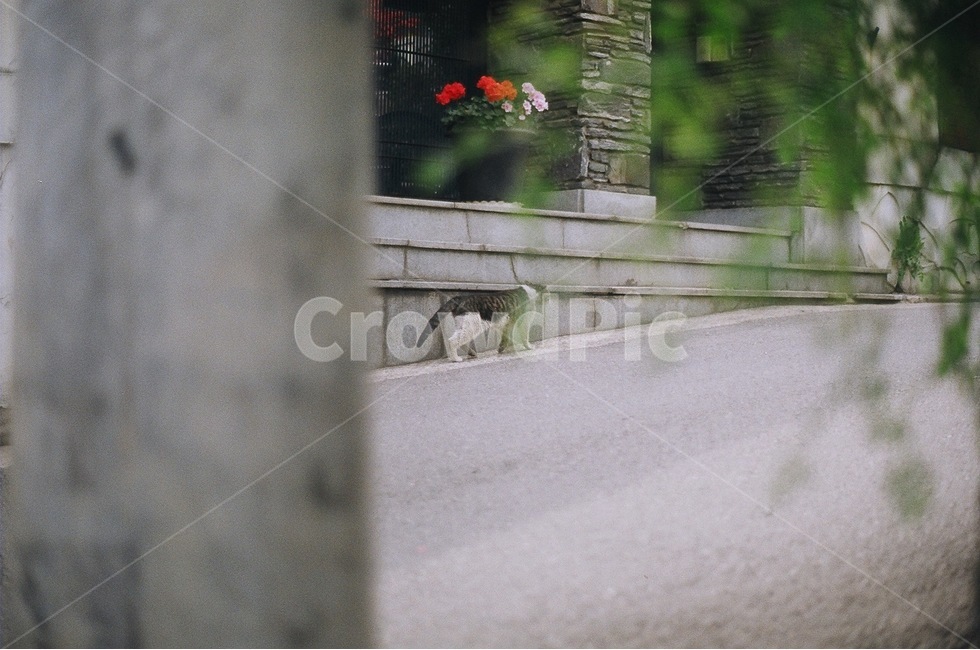 고양이,길고양이,식물,꽃,길,골목길,alley,동물,animal,포유류,mammal,고양이,cat,kitten,kitty,감성,sensible,feeling