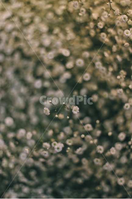 Gypsophila,bud,gift,bokeh,flower