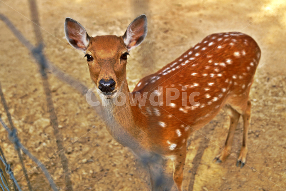 꽃사슴,사슴,동물,반점,월미공원,대륙사슴,매화사슴,포유동물,동물,animal,포유류,mammal