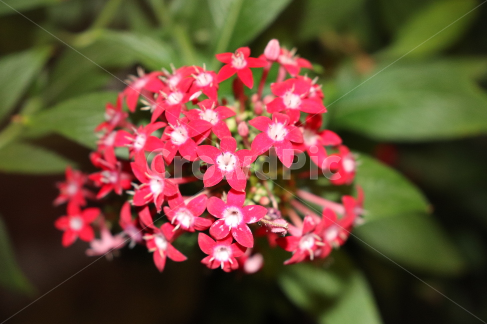 꽃,물방울,수목원,허브,flower,hurb,자연,nature,식물,감성