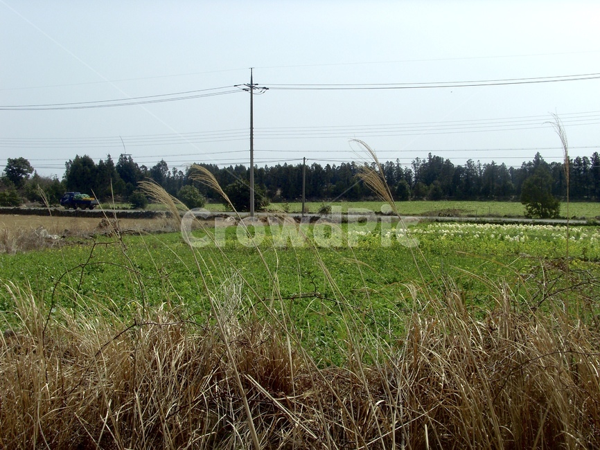 가을,갈대,시골,풍경,농촌,시골길,시골,마을,풍경,landscape,country,rural,town