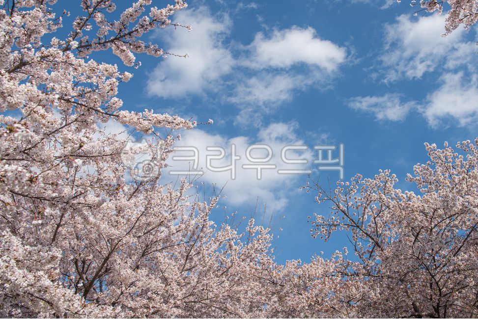 벚꽃,벚꽃엔딩,꽃,봄,계절,나무,나뭇가지,꽃잎,벚꽃나무,하늘,푸른하늘,구름,아름다운,따뜻한,따스한