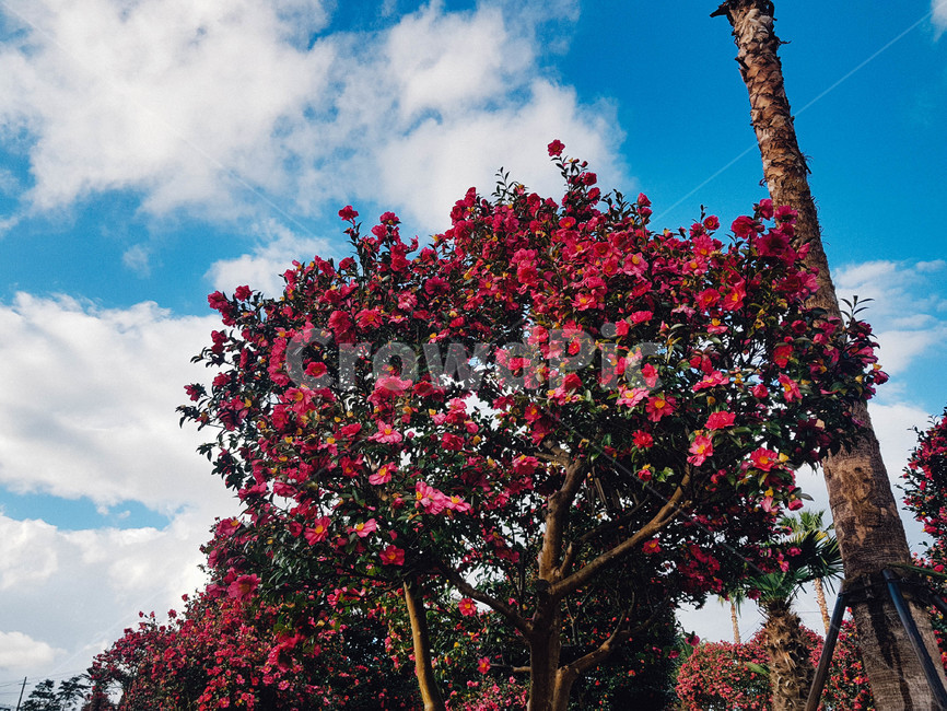 제주,동백꽃,꽃,플라워,구름,하늘,겨울꽃,나무,식물,자연,plants,nature,꽃,flower