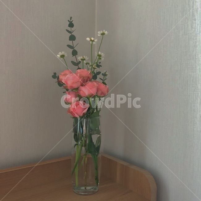 꽃,장미,계란꽃,생화,화병,봄꽃,실내용화초,화분,화초,house plant
