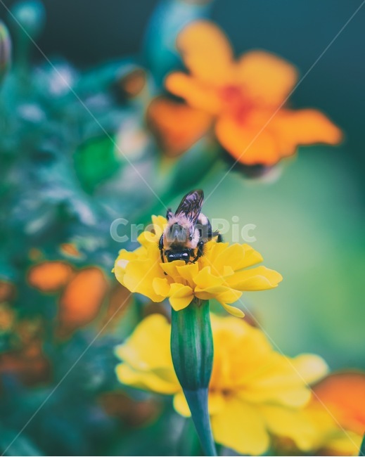 자연,꽃,꿀벌,곤충,야생벌,정원,식물,자연,plants,nature,꽃,flower,동물,animal,곤충,벌레,insect,bug