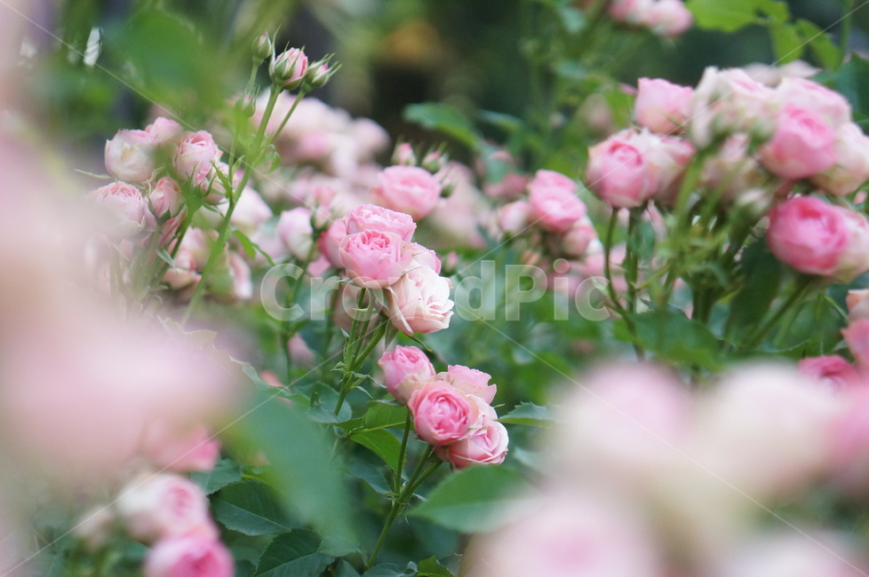 장미,6월,핑크,꽃,식물,초록잎,식물,자연,plants,nature,꽃,flower