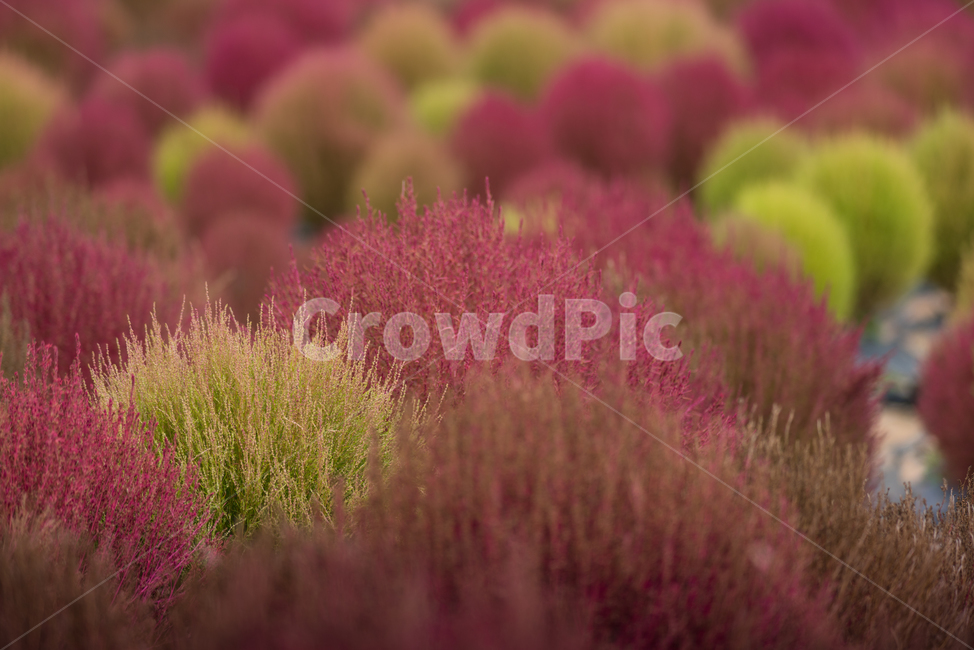 자연,식물,풍경,꽃,꽃밭,flower,풀밭,식물,자연,plants,nature
