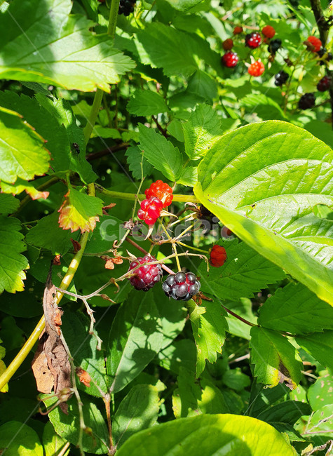 복분자,열매,빨간열매,나무열매,야생열매