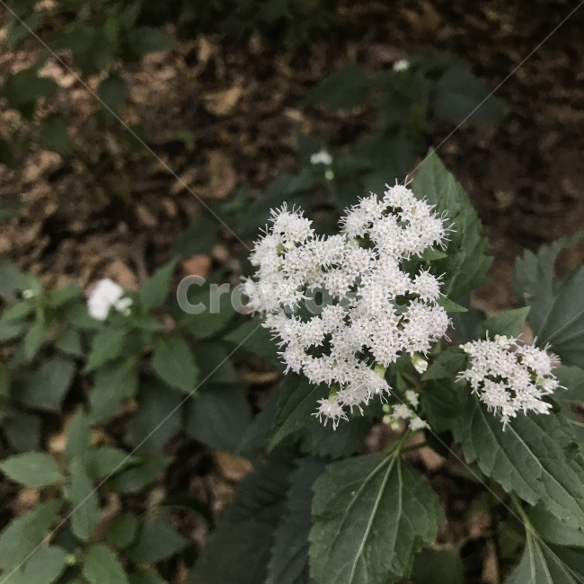 서양등골나무,사근초,미국등골나물,WhiteSanicle,WhiteSnakeroot,국화과,등골나물,여러해살이풀,열매식물,나무,꽃,Tree,Flower,식물,자연,plants,nature,꽃,flower