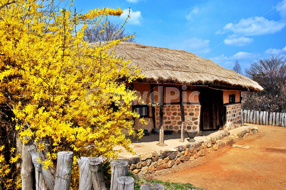 초가집,범가시초가,일산,조선시대,전통가옥,봄,계절,spring,season,시골,마을,풍경,landscape,country,rural,town,한국전통,한국문화,korean traditional,korean culture,식물,자연,plants,nature,꽃,flower,outdoors,옥외,building,건물,농촌,hut,오두막