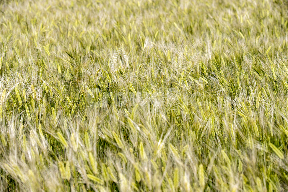 plant,식물,grass,vegetation,초목,청보리,보리,foragebarley,풀,food,background,백그라운드,식물,자연,plants,nature