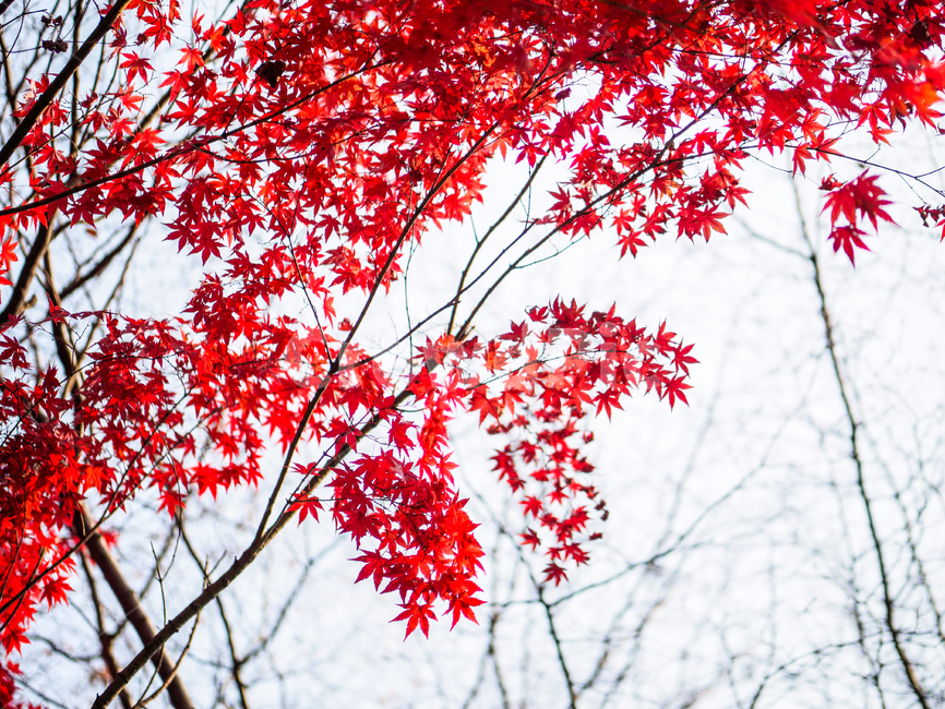 단풍,단풍나무,빨간단풍,단풍잎,maple,가을,계절,fall,autumn,season,식물,자연,plants,nature,leaf,잎,plant,tree,나무