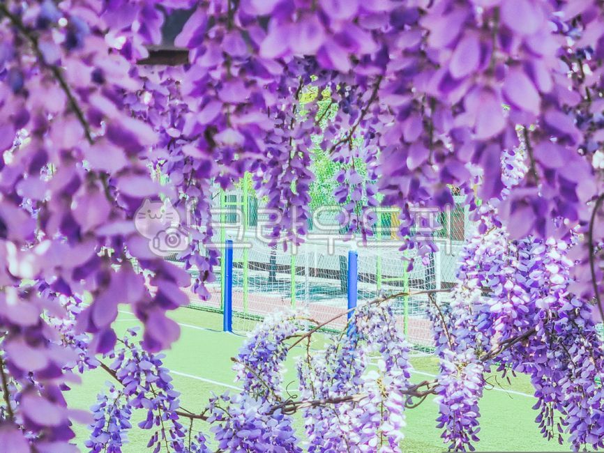 blossom,nature,tree,rattan,leaf,flower,spring,plant,purple,season,wisteria flower,stem