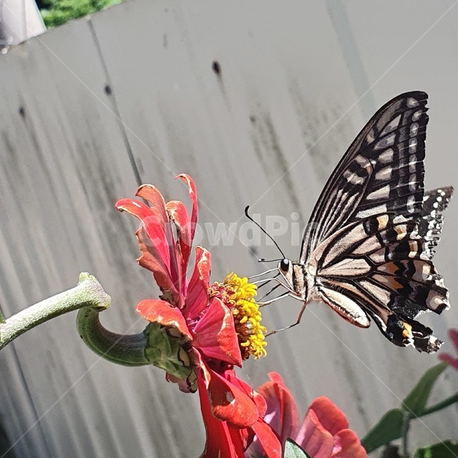 곤충,insect,animal,butterfly,plant,식물,나비,곤충,벌레,insect,bug