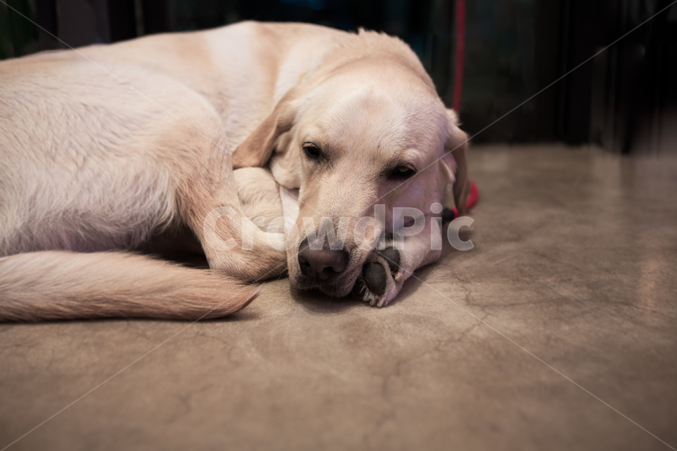 rest,dog lead,snood,tired,Labrador,Pets,prostrate,retriever,mammal,puppy,animal,labrador retriever,floor,pet dog,mammalia,dog,pet