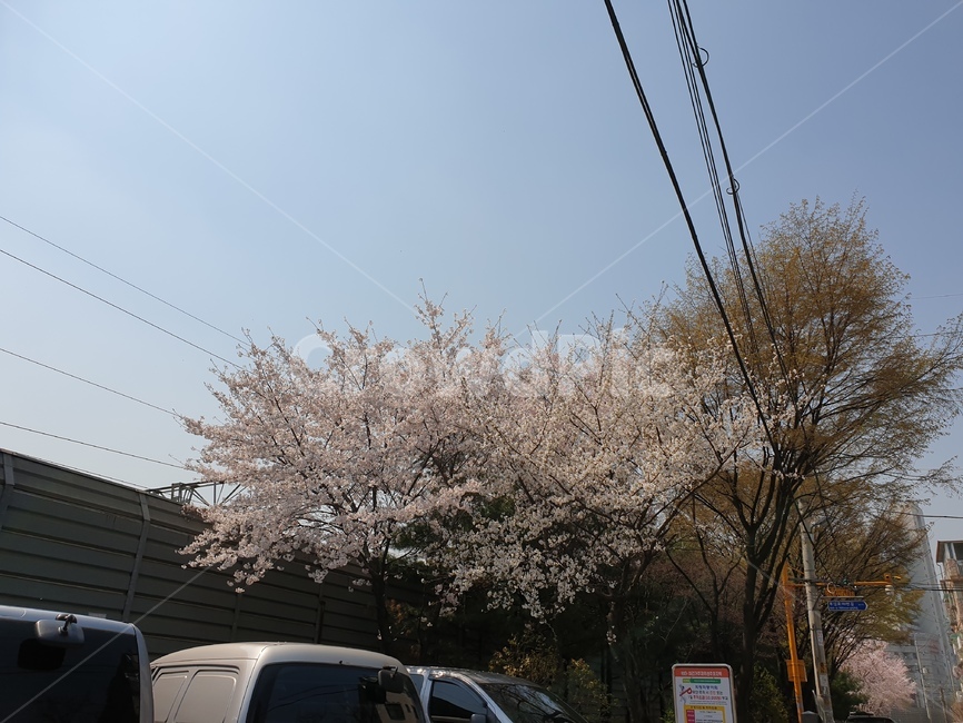 벚꽃,꽃,봄,벚꽃나무,동네,길가,풍경