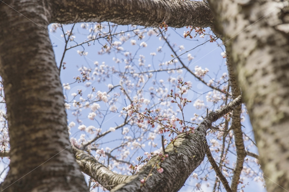 풍경,봄,봄꽃,벚꽃,핑크,왕지벚꽃길,남해,식물,자연,plants,nature,봄,계절,spring,season,꽃,flower,tree,나무,plant,tree trunk,나무 줄기