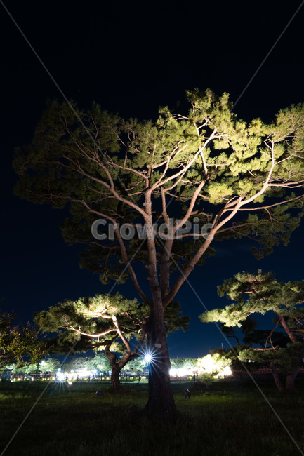 경주,야경,plant,식물,tree,나무,treetrunk,나무줄기
