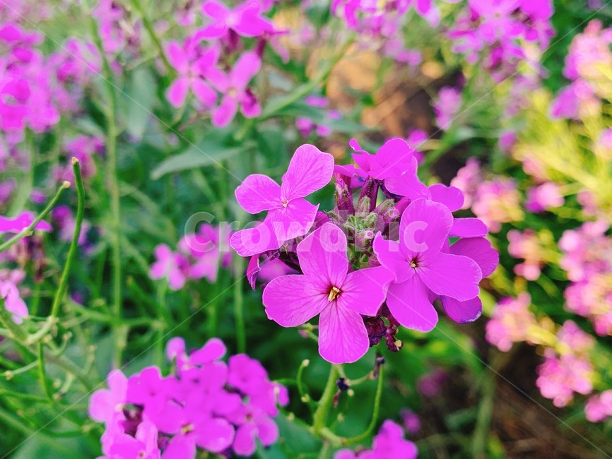 꽃,flower,봄,보라색,spring,꽃밭