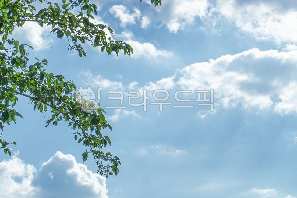 하늘,자연,구름,날씨,맑은날씨,맑은하늘,맑음,나무,옥외,파란색,파랑,sky,nature,cloud,weather,outdoors,낮