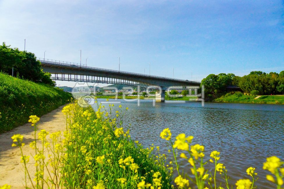 다리,대교,교각,강,강물,태화강,오산대교,유채꽃