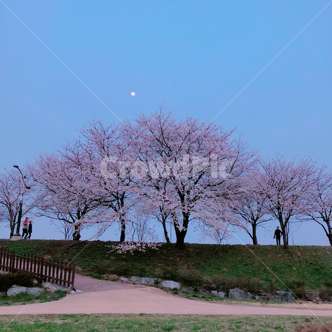 봄,벚꽃,달,벚꽃축제,꽃