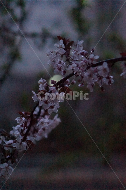 매화꽃,봄,밤,불빛,흰색,봄,계절,spring,season,야경,밤,풍경,nightscape,night,landscape,식물,자연,plants,nature,꽃,flower,비,비오는날,rain,rainy,plant,blossom