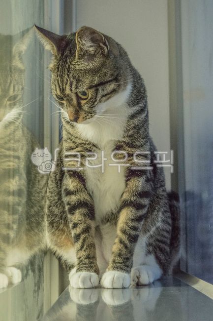 kitty,Pets,Korean Shorthair,kitten,cat,nose short,animal,mammalia,pet