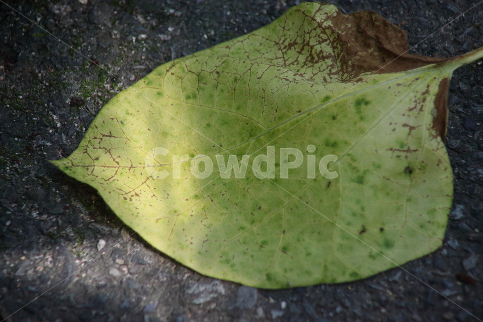 잎,낙엽,한잎,초록,leaf