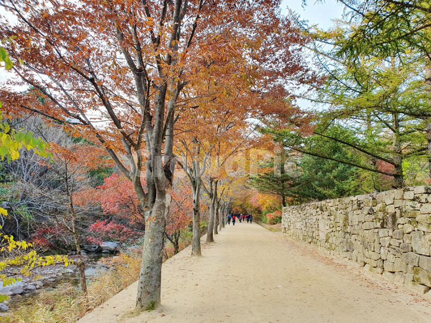 나무,tree,길,가을,단풍