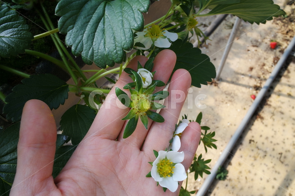 딸기꽃,딸기,딸기잎,plant,식물,person,사람,human,인간