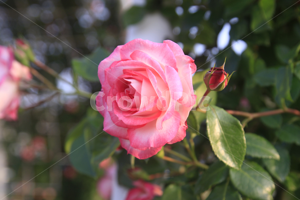 장미,장미배경,장미사진,꽃,꽃사진,식물,장미축제,자연,꽃배경,장미공원,plants,nature,flower,rose,식물,자연,plants,nature,꽃,flower