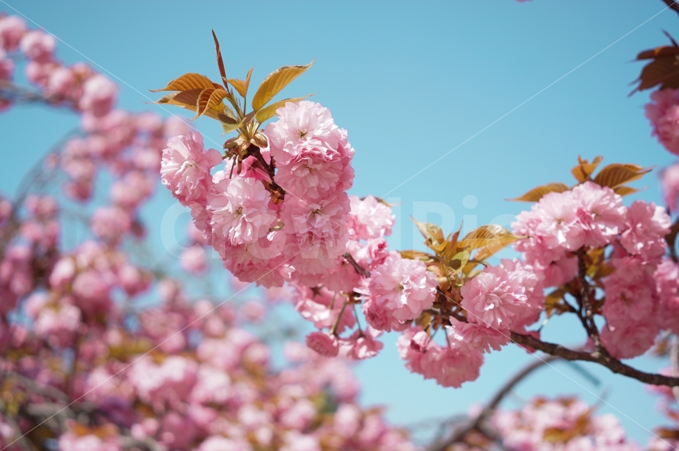 봄,벚꽃,꽃,겹벚꽃,감성,봄,계절,spring,season,식물,자연,plants,nature,꽃,flower,감성,sensible,feeling,plant