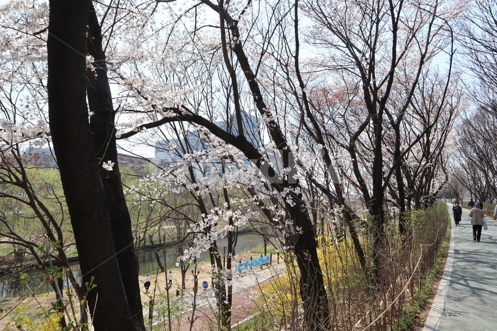 벚꽃,봄,벚꽃나무,나무,tree,plant,식물