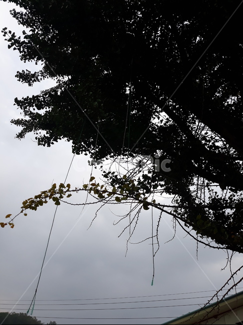 식물,나무,우거진,실루엣,tree,으스스한,어두운,하늘,식물,자연,plants,nature,나무,trees,wood