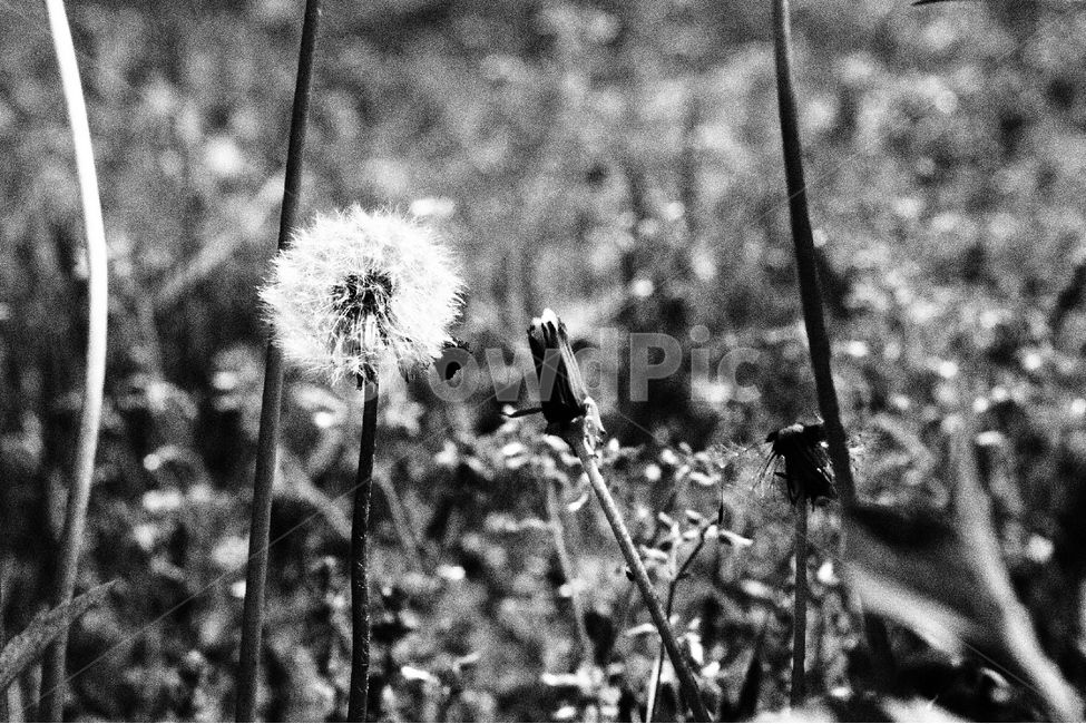 민들레,흑백,꽃,자연,봄,식물,자연,plants,nature,꽃,flower,흑백,모노톤,monochrome,black and white