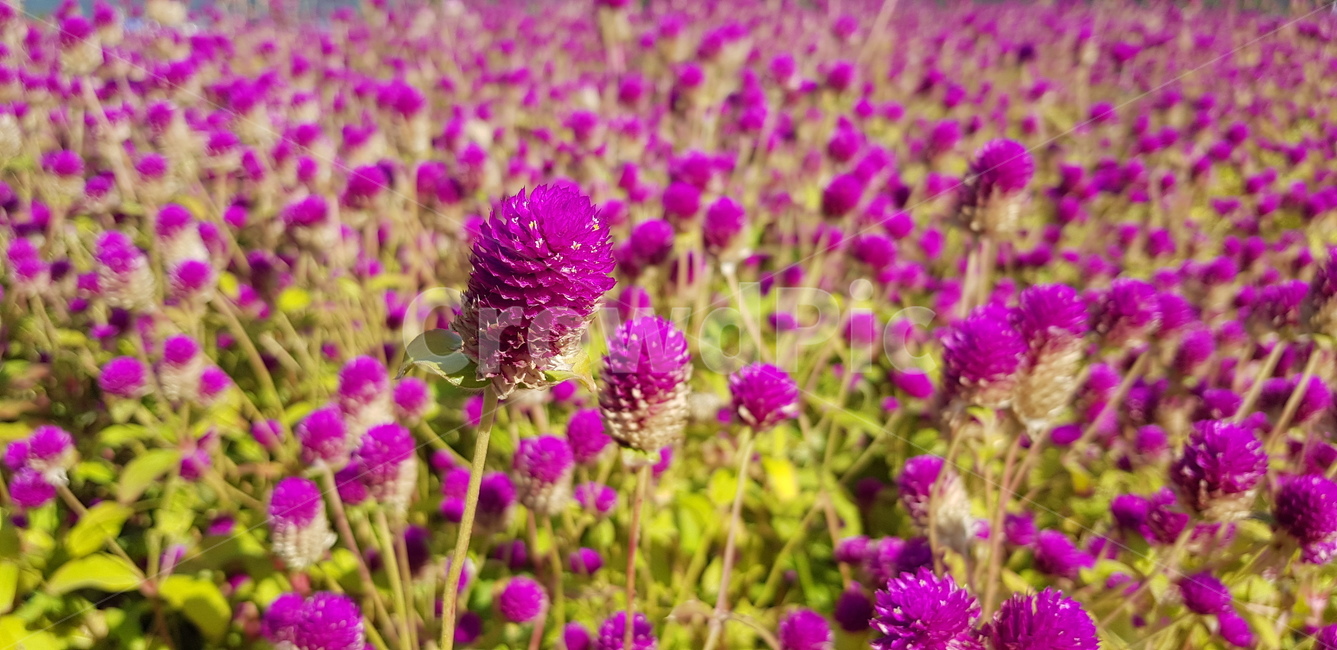 백일홍,꽃,flower,purple,보라색,plant,식물