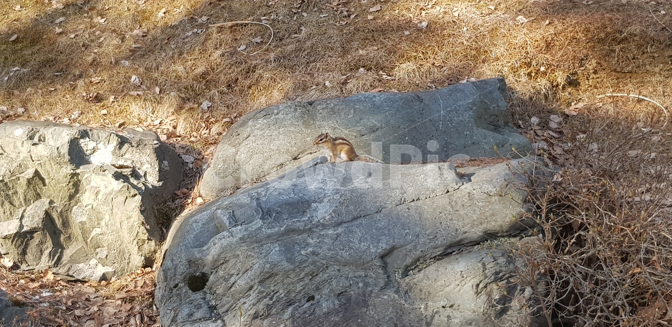 야생동물,다람쥐,동물,animal,squirrel