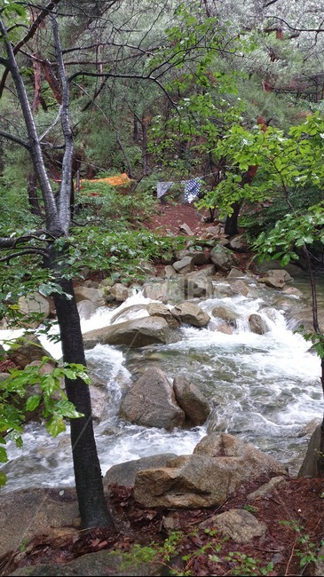 자연,숲,숲길,나무,푸른숲,tree,계곡,water,물,nature,outdoors,stream,creek,흐름