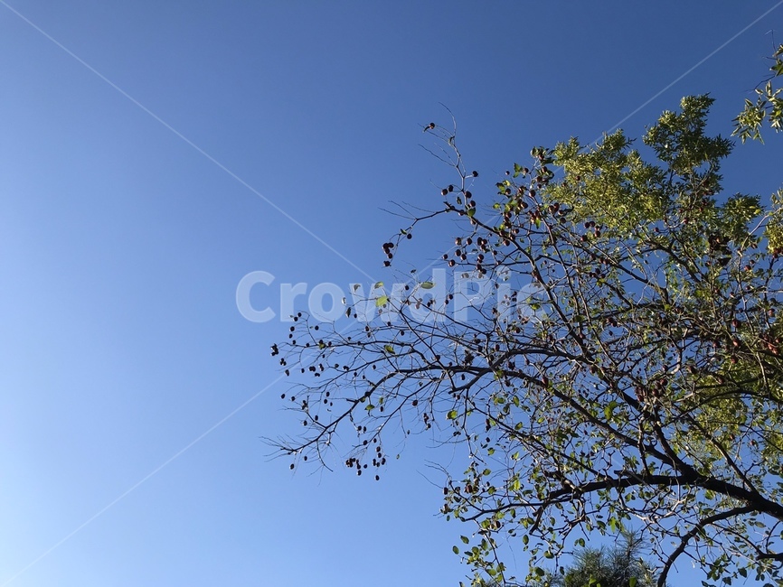 plant,식물,tree,나무,sky