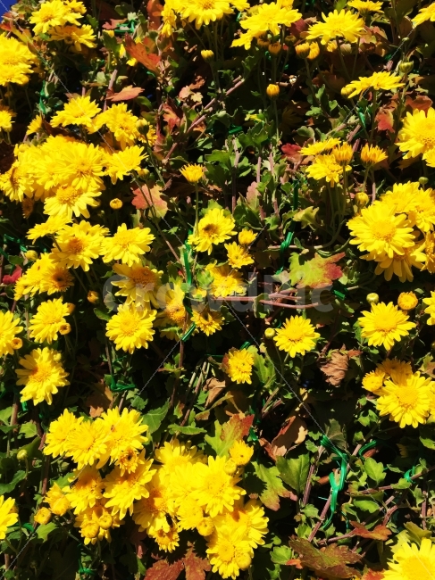 꽃,노랑,따뜻함,밝음,햇빛,식물,자연,plants,nature,꽃,flower