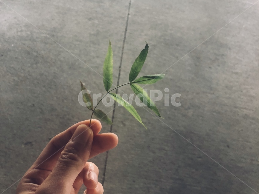 풀잎,손,자연,초록,하나,풀,잎사귀,잎,nature,green,leaf,shape,뾰족한,sharp,hand,holding