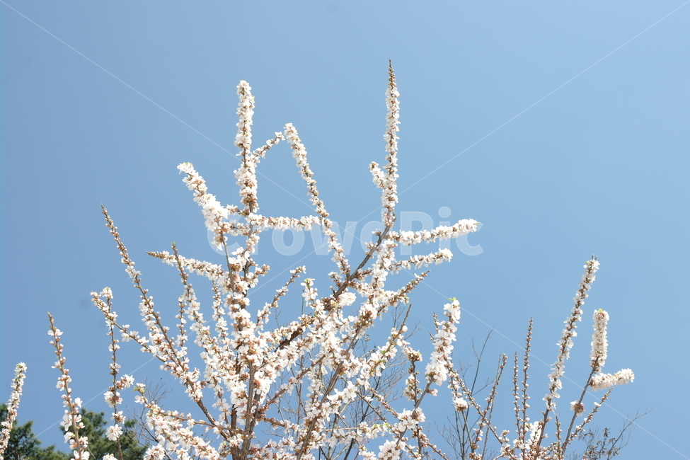 자연,풍경,꽃,하늘,풀,봄,계절,spring,season,자연,풍경,nature,landscape,plant,식물